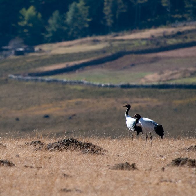 PHOBJIKHA VALLEY
